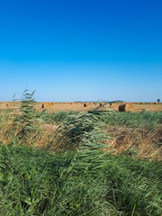 Hay and bales of hay on the field against blue sky.