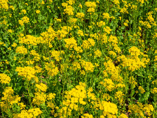 Idyllisches Rapsfeld im Frühling