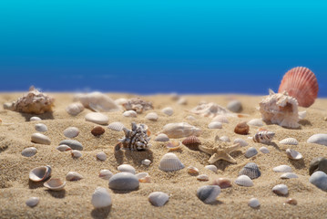 без названияSeashells in the sand. Blue background. Scene of underwater life. Tourism and sport. A high resolution.