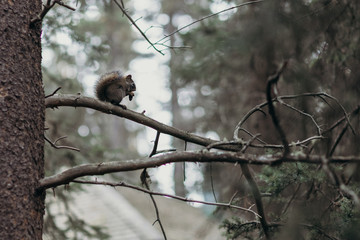 Ardilla comiendo en un árbol