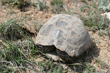 old land turtle in the field, close-up turtle,