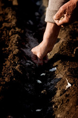 Grandmother plants seeds in the soil in spring close-up. Tillage for sowing. Grandmother cultivates the soil close-up