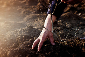 Earth Day. Impact of deforestation on ecology. Damage to deforestation. Plant your tree. Damage to the planet caused by deforestation. Promotion plant a tree. Grandmother holds a young seedling
