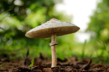 mushroom in the forest