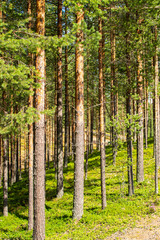 View of the pine tree forest in summer, Sotkamo, Kainuu, Finland