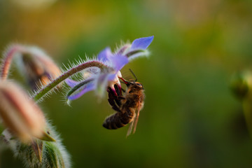 Scilla- blaue. sternförmige Blume mit Biene
