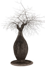A large baobab shaped like a bottle and dry spreading branches, close-up on a white background....