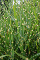 Obraz premium Plants in the spring garden