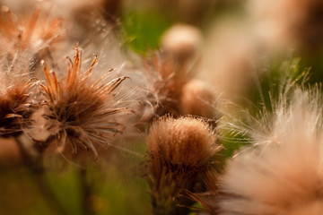 Blume im abendlichen Sonnenlicht