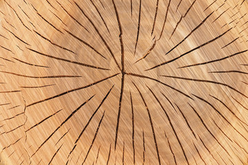 Fototapeta premium Fragment of an old tree with a knot. invoice of wood. preparation for design,texture of a board, wood veneer. of an old tree with a knot, invoice of wood.