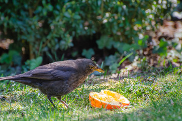 Amsel beim fressen
