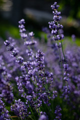 Detailaufnahme Lavendel