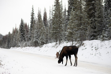 Alce macho invierno