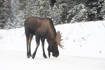 Alce macho invierno