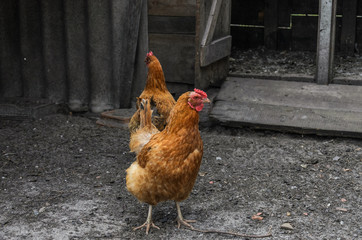 Hens and roosters walk in the yard on the farm	