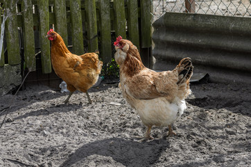 Hens and roosters walk in the yard on the farm	