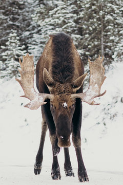Alce macho invierno