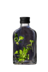 A glass black bottle with black can  with green young leaves of plants isolated on a white background.