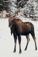 Alce macho invierno