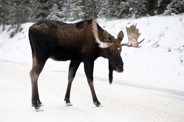 Alce macho invierno