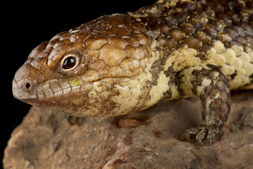 Northern shingleback skink (Tiliqua rugosa palarra)