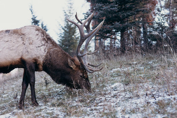Fauna en Canadá, ciervos en invierno