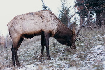 Fauna en Canadá, ciervos en invierno