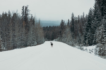 Ciervo en la nieve, invierno en Jasper, Canadá