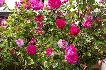 Les roses du mois d'avril