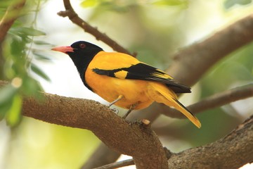great tit on a branch