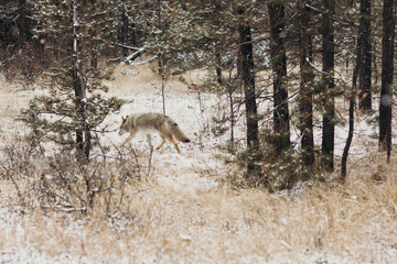 Lobo en la nieve