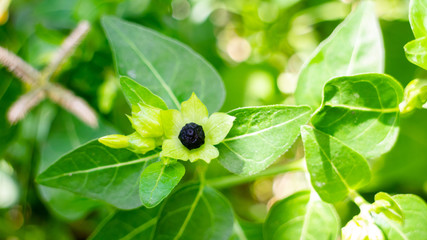 Four o'clock flowers or Bunga pukul empat in Indonesian name, which are yellow and have black seeds, with the scientific name Mirabilis jalapa