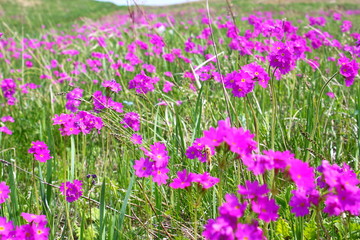 Purple flowers on a fancy violet background. Beauty purple texture and awesome floral composition. Close up of Persian onion. Best floral picture for covers, banners, posters and other projects.