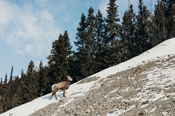 Naklejka premium Fauna de Canadá