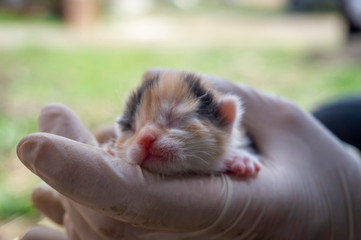 Person holding a tiny ginger kitten with shut eyes