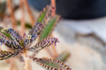 Macro da Flor  de Cactus