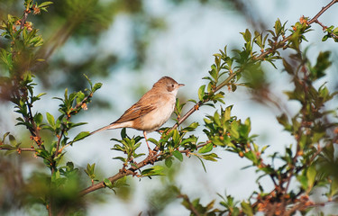 a small bird on the branch of a tree. Beautiful colors on a spring day