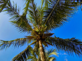 Coconuts on the Palm Tree