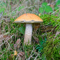 Brown Birch Bolete or Rough-stemmed Bolete (Leccinum scabrum) growing in woodland, Tweeddale, Scottish Borders, Scotland, UK.