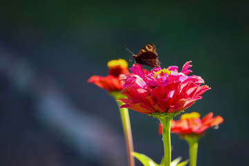 Peacock butterfly on red zinnia blossom