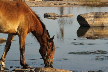 horse drinking water in the river