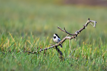 great tit on a branch