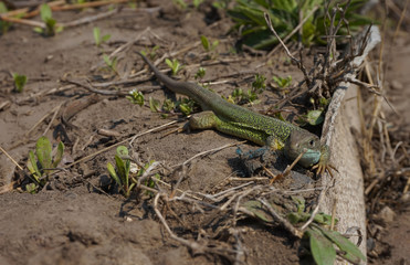A green lizard sits near the fence in the garden.