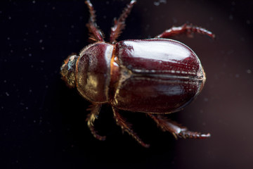 Rhinoceros beetle on a dark background. Photographed close-up.
