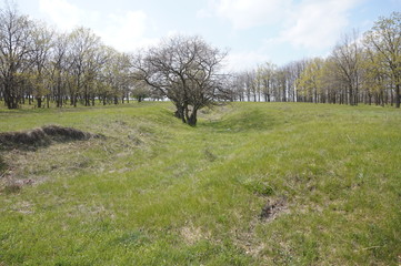 Green meadow and trees without leaves in spring.