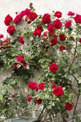 Rosier grimpant rouge