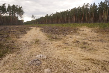 deforestation, cut pine forest plantation