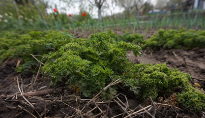 Green parsley grows in the garden