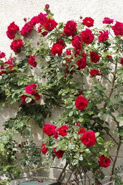 Rosier grimpant rouge