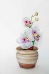 small flower pot with an artificial orchid, isolated on white background